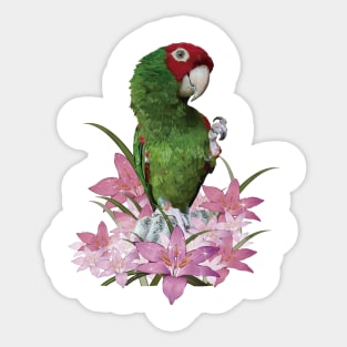 Red-masked Parakeet Sticker